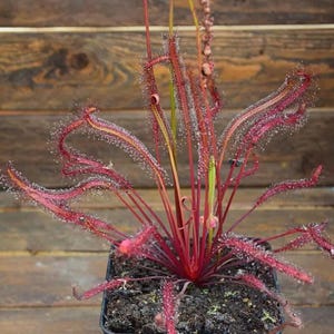 May include: A red sundew plant in a square black pot. The plant features long, slender leaves covered in tiny, glistening droplets. The background is a wooden surface.