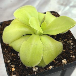 May include: A light green plant with broad, rounded leaves in a black square pot filled with dark soil. The leaves have a slightly fuzzy texture. The plant is a houseplant.