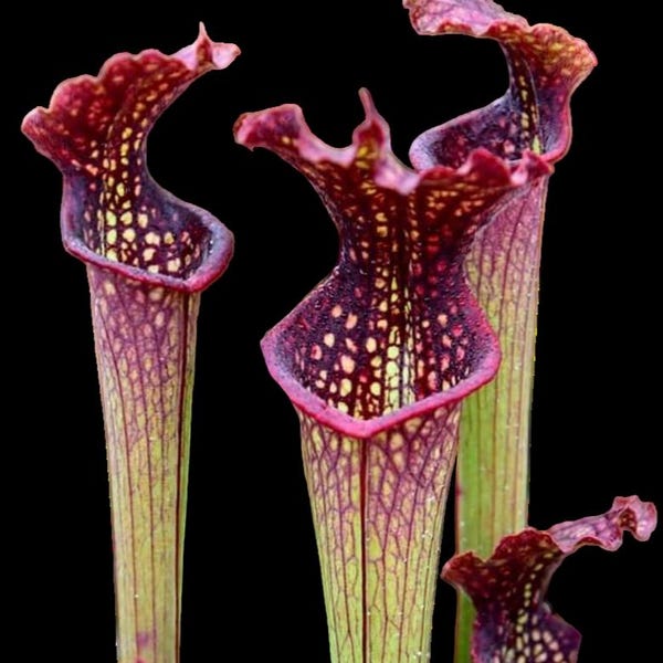 Sarracenia Farnhamii – Planta carnívora de jarra viva, planta de pantano resistente al frío