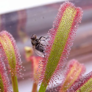 May include: A carnivorous sundew plant with elongated, light green leaves edged in vibrant red tentacles. Each tentacle is tipped with a glistening, clear droplet of sticky mucilage. A common housefly is trapped on the surface of one leaf.