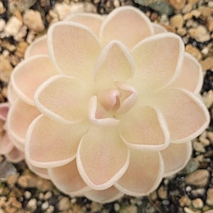 May include: A close-up of a pale pink and cream-coloured succulent plant. The plant has multiple layers of rounded petals with a textured surface and a white outline. The centre of the plant is a deeper pink.