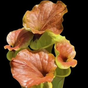 Peut inclure: Un groupe de plantes carnivores sarracenia présentant plusieurs feuilles tubulaires aux ouvertures larges et ondulées. Le haut des feuilles affiche un dégradé de tons orange foncé et brun rougeâtre, passant au vert citron pâle à la base.