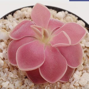 May include: A close-up of a pink succulent plant with broad, petal-like leaves. The plant is centered in a black pot, surrounded by small, white pebbles. The leaves have a textured surface and a soft, pink hue.