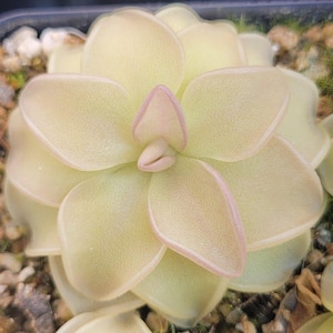 May include: Close-up of a pale green succulent plant with rounded, overlapping leaves. The edges of the leaves are tinged with pink, and the centre features a small, pink bud. The plant is in a small pot with a soil mix.