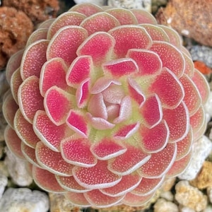 May include: A close-up of a succulent plant with layered, rounded leaves. The leaves transition from a vibrant pink at the tips to a pale green at the centre. The plant is surrounded by small pebbles and rocks.