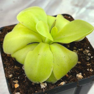 Peut inclure: Une plante succulente Pinguicula avec des feuilles charnues, arrondies et d'un vert citron vif disposées en rosette. La plante est en pot dans de la terre brune foncée à l'intérieur d'un contenant carré en plastique noir.