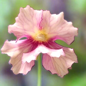 Peut inclure: Une fleur unique aux pétales rose clair ondulés bordés de violet foncé. Le centre de la fleur présente une teinte jaune vif, avec des veines magenta profond rayonnant depuis le cœur vers la surface des pétales délicatement frisés.