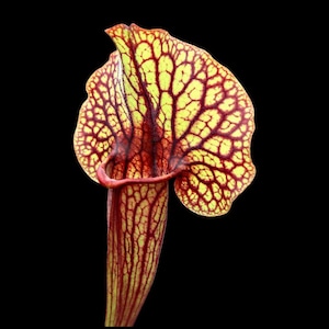 May include: A pitcher plant with a tall, tubular structure and a wide, flared hood. The plant features a vibrant yellow-green background colour overlaid with a dense, intricate network of deep red veins throughout the entire surface.