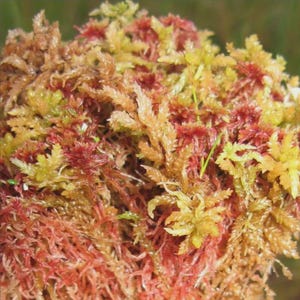 May include: Detailed image of sphagnum moss, displaying a rich palette of colours. The moss presents hues of red, yellow, and brown, forming a textured, natural look. The image emphasizes the intricate details of the plant's structure.