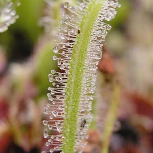 May include: Detailed image of a green sundew plant stem, showcasing numerous clear, droplet-shaped structures. The plant's sticky filaments are prominent, set against a blurred backdrop of green and reddish tones. A fascinating botanical subject.