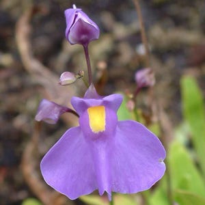 May include: A vibrant purple Utricularia flower featuring a prominent yellow centre patch on its lower petal. The plant displays a single fully opened bloom with a distinct spurred shape, accompanied by a smaller unopened bud on a thin stem.