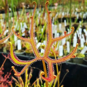 May include: A Drosera regia carnivorous plant featuring long, slender, yellow-green leaves with vibrant red edges. The leaf surfaces are covered in tiny, glistening, translucent glandular tentacles that trap insects.