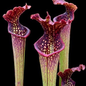Peut inclure: Un groupe de plantes carnivores Sarracenia avec des structures tubulaires hautes, une base vert pâle et des nervures rouge foncé. Les ouvertures supérieures sont évasées avec des bords ondulés et un motif tacheté de rouge et jaune.