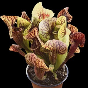 Sarracenia catesbaei - Plante carnivore vivante en cruche, plante des tourbières résistante au froid