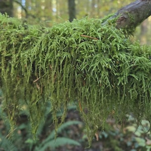 May include: A close-up shot of a tree branch heavily covered in bright green moss. The moss has a dense, textured appearance with long, cascading strands, creating a lush, natural aesthetic. The background is blurred, suggesting a forest setting.