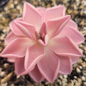 May include: A top-down view of a succulent plant featuring thick, pointed, light pink leaves arranged in a symmetrical, star-like rosette pattern. The leaves have a smooth, matte texture and radiate outward from a central, slightly darker pink core.