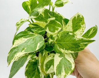 Pothos Pearls and Jade 4"