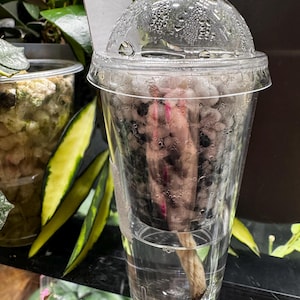 May include: A clear plastic cup with a domed lid, containing a plant cutting. The cutting is suspended in water with a fibrous material. The cup is surrounded by green plants, suggesting a propagation setup.