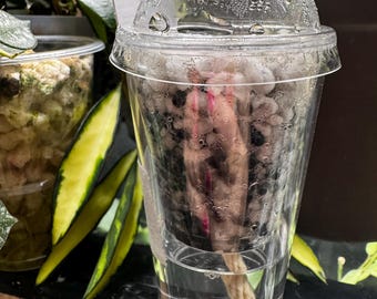 Propagation Cups 10pc w/ potting medium