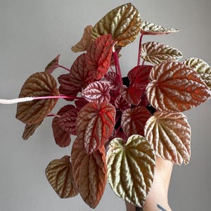 Peperomia Quito 4&quot;