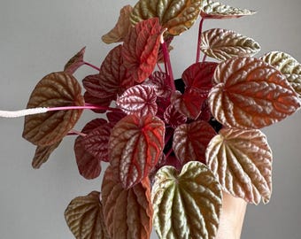 Peperomia Quito 4"