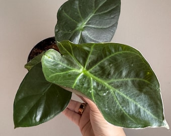 Alocasia Regal Shield 4” Giant Elephant Ear Tropical Houseplant