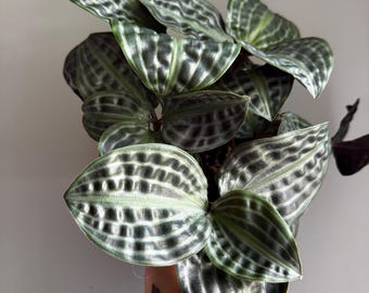 May include: A Peperomia albovittata plant featuring thick, succulent-like leaves with a distinct quilted texture. The foliage displays a dark green base color with prominent, light silver-green stripes running parallel along the leaf veins.