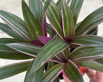 May include: Close-up of a Tradescantia spathacea plant, also known as Moses-in-the-cradle. The plant features long, pointed leaves with green and white stripes, edged with pink. The leaves radiate from a central point, creating a starburst effect.