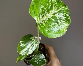 Monstera Bulbasaur 3” Rare Monstera Collector Houseplant