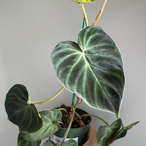 Philodendron Verrucosum (Multiple Sizes Available)