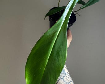 Philodendron Joepii: Rare Lobed Leaf Starter Plant (4")
