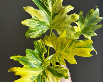 Philodendron Selloum Fire Variegated Rare Collector Plant