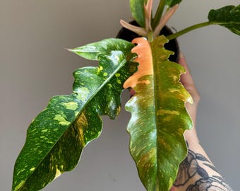 May include: A close-up of a Philodendron plant with large, variegated leaves. The leaves display a mix of green, yellow, and orange hues. The plant is in a black pot, and the leaves have a unique, wavy edge.