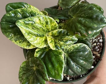 Peperomia ‘Buenos Aires’ — Textured Foliage Houseplant | Easy Care Favorite
