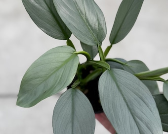 May include: A close-up of a potted houseplant with large, silvery-green leaves. The leaves have a textured surface with prominent veins. The plant is in a black pot, and the background is a blurred neutral color. The plant is a type of Scindapsus.