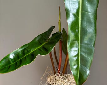 May include: A potted plant with large, glossy green leaves and reddish stems. The plant is in a black pot, and the leaves have a prominent central vein. The plant is held by a person with red nail polish.