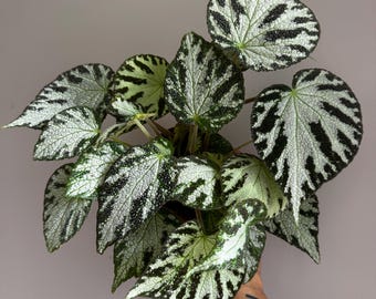 May include: A Begonia plant with large, textured leaves. The leaves are primarily silver with dark green markings, creating a striking pattern. The plant is held against a neutral background, showcasing its unique foliage.