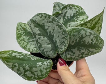 Scindapsus Pictus Exotica 4"