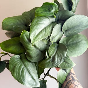 May include: A white ceramic mug with a black handle and the text "But First, Coffee" in a handwritten style. The mug is on a white surface. The mug is approximately 4 inches tall.