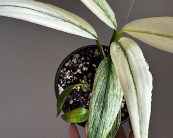 Epipremnum Amplissimum Albo — 4" Rare Variegated Aroid | Climbing Collector Plant