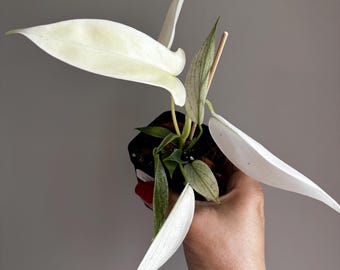 May include: A small potted plant featuring elongated, pointed leaves that are primarily solid white, with some smaller leaves displaying a variegated pattern of light green and white. A thin wooden stake supports the plant in a black plastic pot.