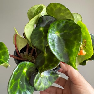 Begonia - Kingiana 4&quot;