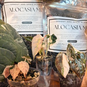 May include: An assortment of Alocasia plants in small pots, with pink and green leaves, are displayed in front of two bags of Alocasia Mix soil. The bags are labeled "Sprout and Sprig Plants" and list soil components.
