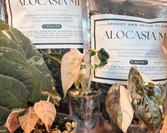 Alocasia Soilless Mix – Chunky Aroid Potting Soil with Biochar, Perlite, Pumice