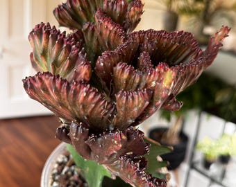 May include: A crested succulent plant with ruffled, fan-shaped foliage in deep shades of burgundy, dark red, and green. The plant is potted in a clear plastic container filled with a coarse, rocky soil mixture, showcasing a dense, wavy structure.