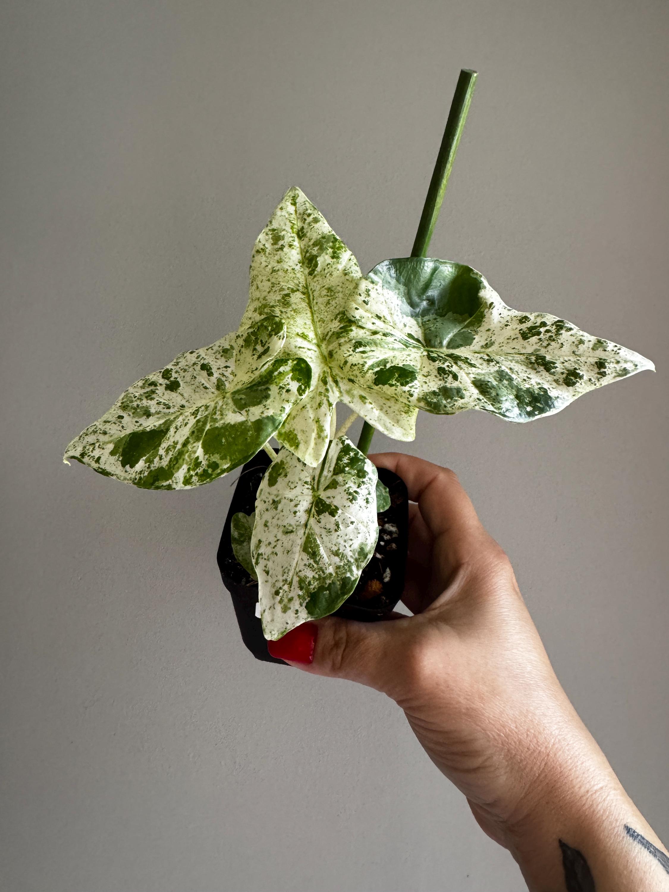 saatgut bohnen Buschbohne, mangetout ‘Braimar’ main image 1