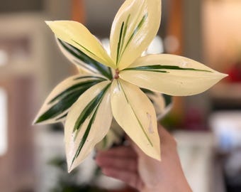 May include: A variegated plant with pointed, lance-shaped leaves featuring a striking color pattern of creamy white and deep forest green. The foliage is arranged in a star-like radial pattern, showcasing smooth, glossy surfaces and distinct color variegation.