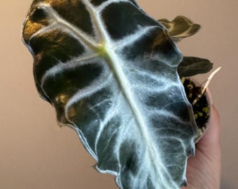 Alocasia Venom | Rare Aroid | Dramatic Alocasia