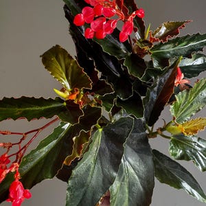 May include: A close-up of a begonia plant with large, dark green leaves and vibrant red flowers. The leaves have a wavy edge with a light green and yellow border. The flowers are clustered together on delicate stems.