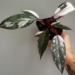 Philodendron Pink Princess Marble 3&quot;